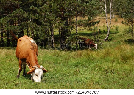 Cows grazing on a mountain pasture by the creek