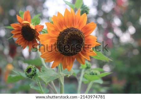 Beautiful young sunflower blossom in green of plants, Fresh sun flower field summer flowering time in the background.