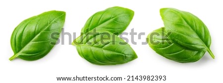 Basil isolated. Basil leaf flat lay on white background. Green basil leaves collection top view. Full depth of field.