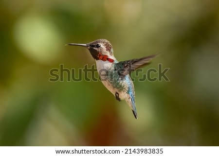Bee hummingbird - Mellisuga helenae - male n flight with dark green background at Playa Larga Cuba, Cuban endemic bird. The smallest bird in the world.
