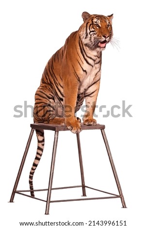 A circus tiger obediently sits on a pedestal. Isolated on white background. Suitable for collage and any design