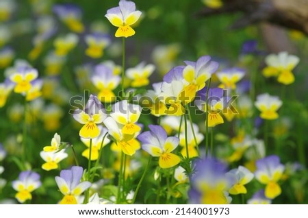 Pansies in the green grass