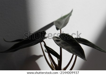 dark dramatic plant leaves black and white