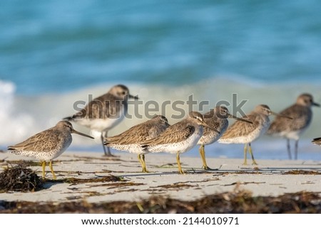 Flock of short-billed dowitcher - Limnodromus griseus - on the beach with blue sea water in background at Varadero Cuba.