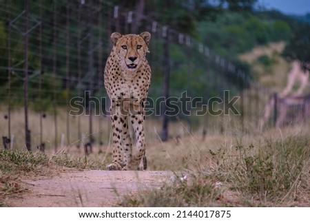 Cheeta wild animal in Kruger National Park South Africa, Cheetah on the Hunt during sunset. Cheeta behind a fence of a private game reserve