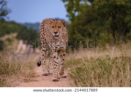 Cheeta wild animal in Kruger National Park South Africa, Cheetah on the Hunt during sunset. 