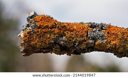 Yellow orange maritime sunburst lichen - Xanthoria parietina and gray tube Hypogymnia physodes - growing on dry tree branch, closeup detail