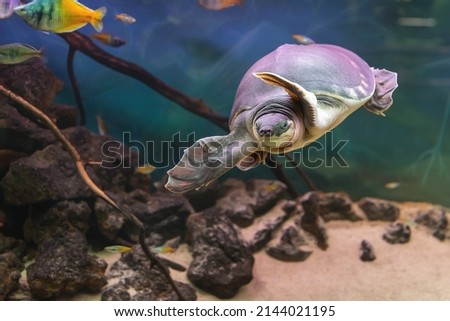 Two-clawed or pig-nosed turtle Carettochelys insculpta swims underwater Royalty-Free Stock Photo #2144021195