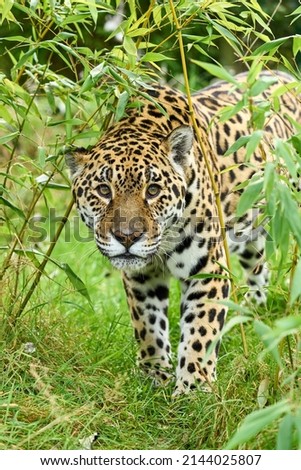 Close up image of a rescued Jaguar walking towards the camera
