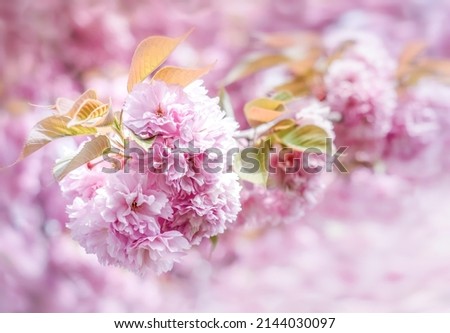 Cherry tree blossom in spring season. Pink flowers on a sakura branch isolated on a soft blur background with bokeh effect.