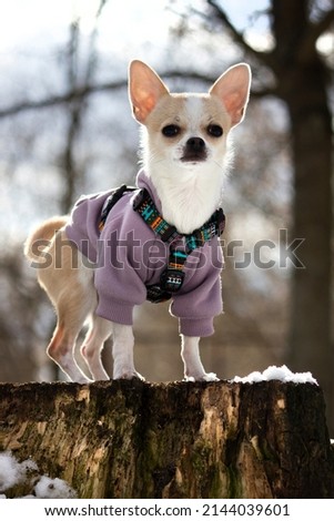 Small and fanny beautiful chihuahua  in Warsaw