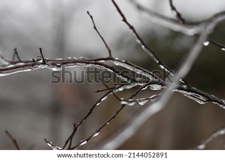 frozen plants by morning snow on street