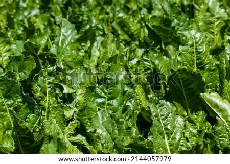 agricultural field with growing sugar beet for the production of sugar, green tops of unripe sugar beet in a European country Royalty-Free Stock Photo #2144057979