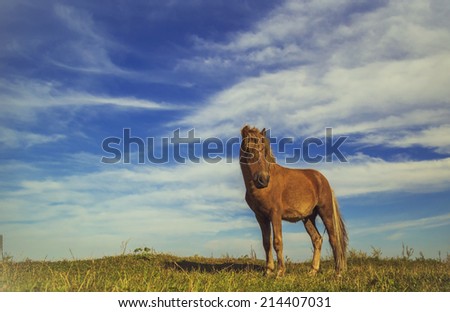 Horse on a green grass with blue sky