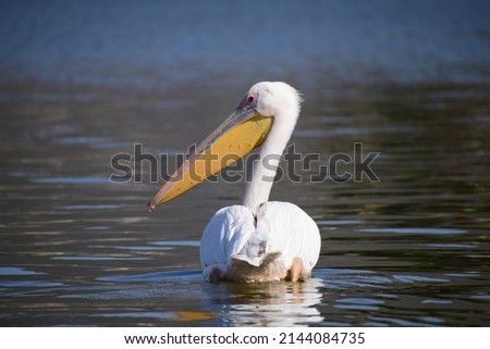 The great white pelican also known as the eastern white pelican, rosy pelican or white pelican is a bird. It breeds from southeastern Europe through Asia and Africa, in swamps and shallow