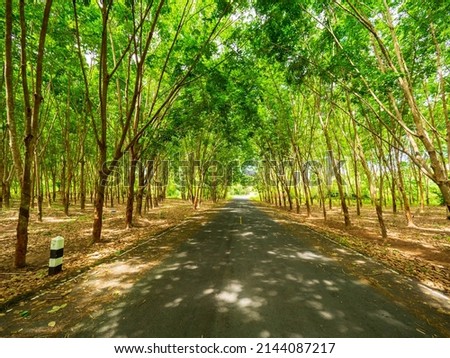 Rubber Tree in Rubber Forest Background. Rubber forest in the rainy season with yellow and green leaves