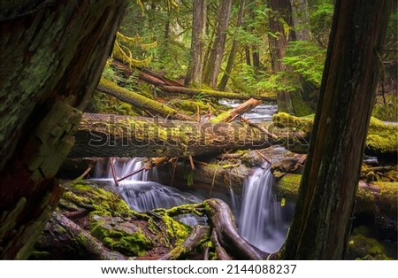 River waterfall stream in a mossy forest. Forest stream flowing