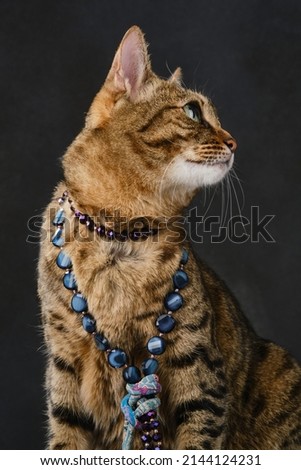 Pretty cat wears jewelry. Fashion beauty tabby cat is wearing beads. Kitten in a necklace posing in a photo studio. Selective focus.