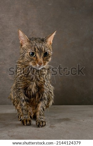Wet washing brown cat on a dark background with dust and hairs hanging in the air. Striped cute soggy cat after a bath. Shallow depth of field
