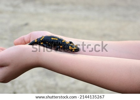 Fire salamander in the hands of a child