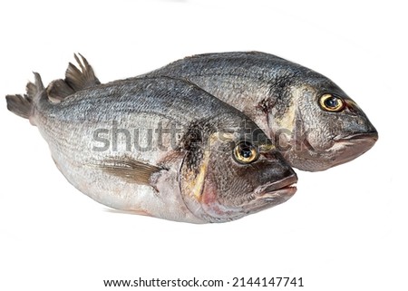 Gilt-head bream fresh raw fish dorada without scales and gills, ready for cooking. Picture of isolated dorade on white background for the fish seafood market menu.
