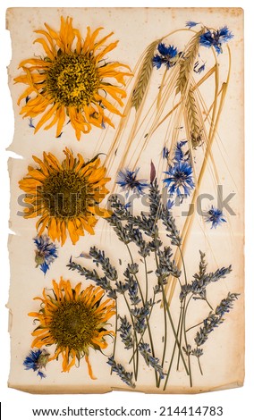 dried flowers on aged paper sheet. herbarium of sunflowers, cornflower, lavender, corn plant