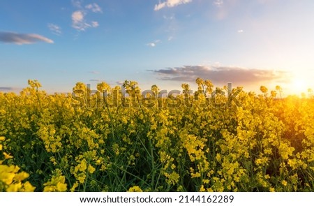 blooming yellow rape, oil canola field at vibrant and colorful sunset.