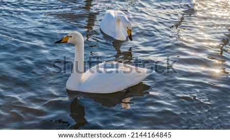 Two beautiful white swans are swimming in the lake.  Close-up. Reflection in blue water. Sparkling glare of the sun on the surface. Altai. Lake Svetloye