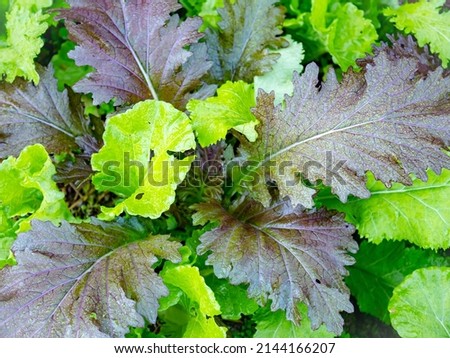 Fresh Laitue batavia - make growing salads. Red and Green leaves background