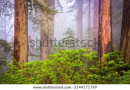 Forest trees in the fog. Old misty forest landscape. Forest mist in foggy woods. Misty forest trees in fog Royalty-Free Stock Photo #2144171769