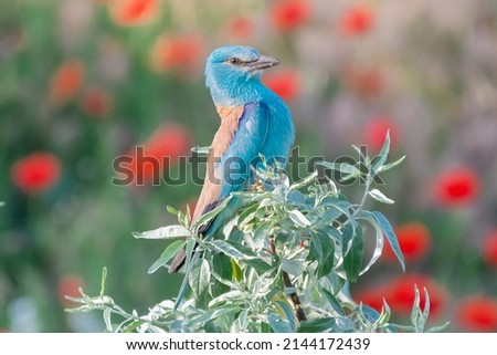 European roller - Coracias garrulus - perched with red field poppies in background. Photo from Danube Delta in Romania.
