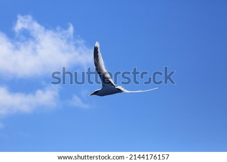 White tailed tropic bird flying over ocean in reunion island