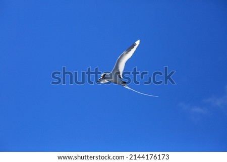 White tailed tropic bird flying over ocean in reunion island Royalty-Free Stock Photo #2144176173