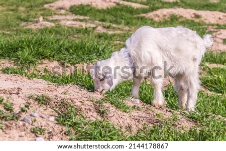 A young goat is grazing in the field.