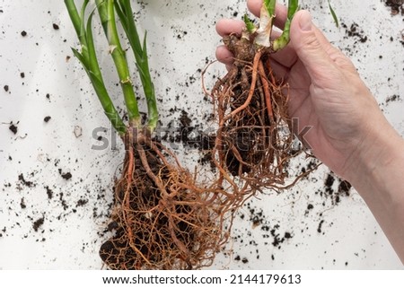 Top view of woman hand holding Dracena Sandera multiplied by root division to transplant on white background Royalty-Free Stock Photo #2144179613