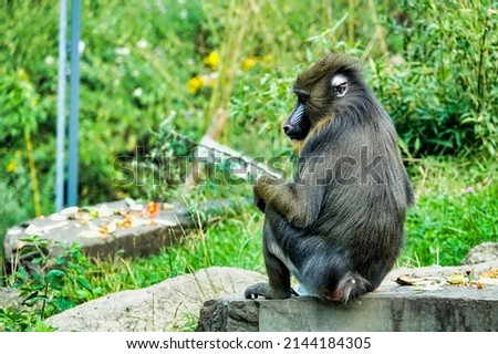 baboon sitting on a tree , image taken in north germany, north europe