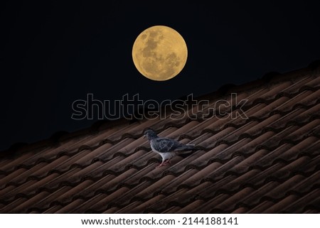 Full moon with bird on roof house in the dark night.