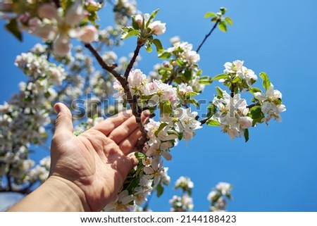 Human hand and a branch of blooming apple tree on the blue sky background