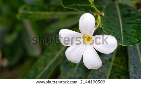 Single white plumeria frangipani flower with copy space 