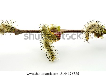 Nature awakes in spring. Blooming willow twigs and furry willow-catkins.studio picture on white background.
