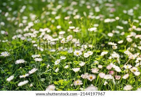 Daisies on a field on a sunny day. Spring background, picture