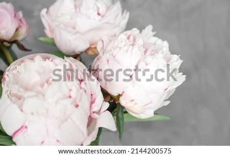 White peonies on a gray background, close-up. Postcard, copy space, place for text.