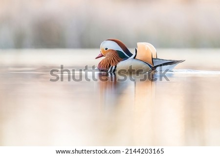 Beautiful mandarin duck in warm light