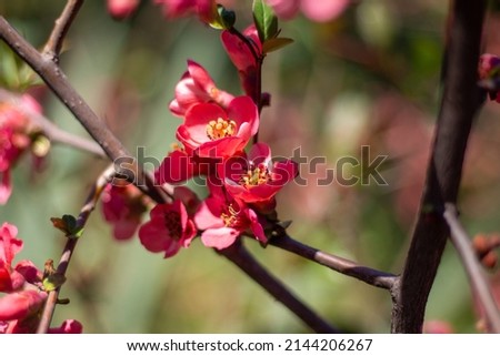 A blooming tree on a blurry natural background. Early spring. High-quality photography