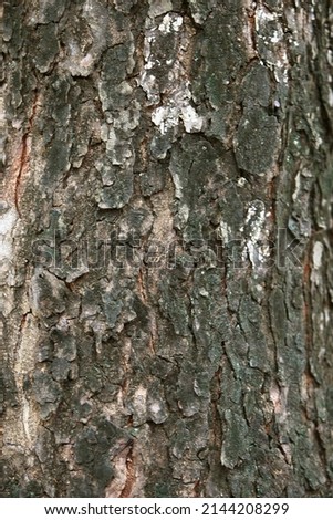 Wooden Bark in the garden , Close up Texture 
