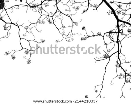 branch of flower tree silhouette isolated on white background