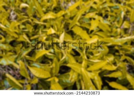 Defocused abstract background of tea plant in tea plantation