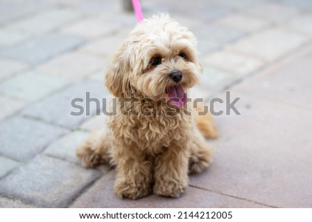 Cute Little Miniature Poodle dog