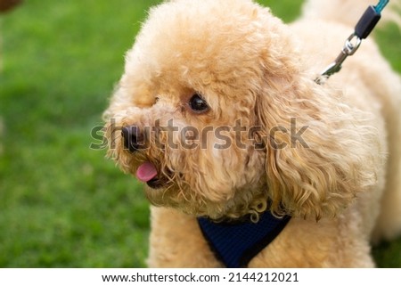 Cute Toy Poodle At The Park