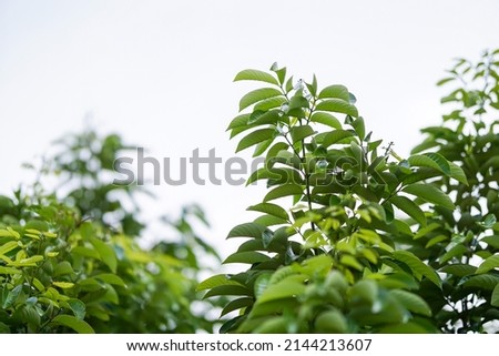 Green leaves against clear sky background